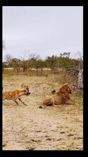 wildlife Adventure | Do lions eat hyenas? Sometimes — but only when survival demands it. Lions and hyenas are fierce rivals in the wild, constantly battling... | Instagram
