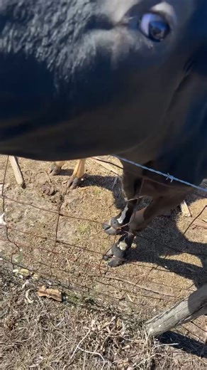 Exploring Cowboy Culture and Lifestyle