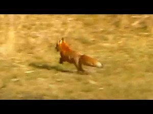 Fox running away on a field