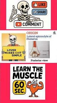 “Anconeus Muscle in 30 Sec | Anatomy Made Simple 💡”) #physiotherapist #upperbodymuscle