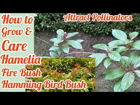 Care of Hamelia / Fire Bush /Hamming Bird Plant