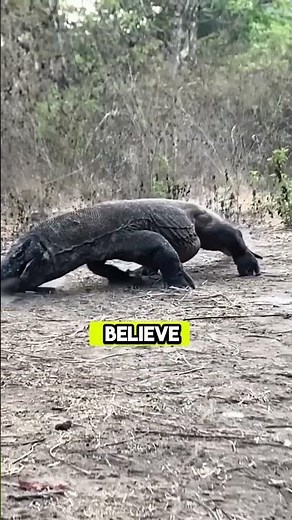 This Komodo Dragon Swallowed a Goat in Seconds