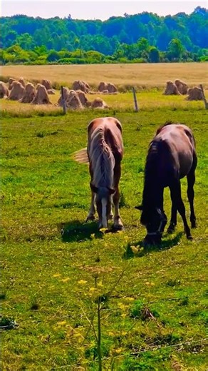 Nicker! Nicker! (true audio) #horse #naturelover #shortsvideo