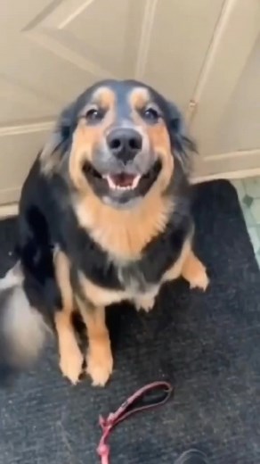 5.9K views · 218 reactions | _Funny dogs compilation 藍 #funnydog #funnypet #cutedog #dogoftiktok #doglover #dog | The Fanny Short New 4 | Facebook