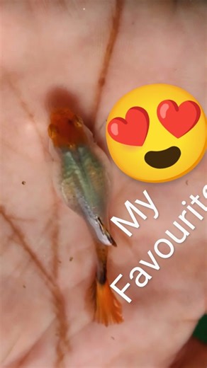 Tmw Guppy Farm on Instagram: "Guppies are way more elegant than monster fishes 😏😏😏 Tags: Guppy fish habitat Guppy fish breeding process Guppy fish species Guppy fish facts Guppy reels Mixed Guppy Red dragon fish breeding Moina kerala Moina Culture Guppy Courier Hobby Passion Microworms Grindal worms Vinegar eels Daphnia Moina Guppy Farm Shipping Guppies Guppy thrissur High quality guppy Low price guppy Guppy farming tips Guppy feeding Guppy tank setup Guppy care Kerala pond fish Beautiful Mix
