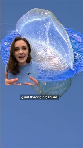 Sea Creature Taking Over California Beaches