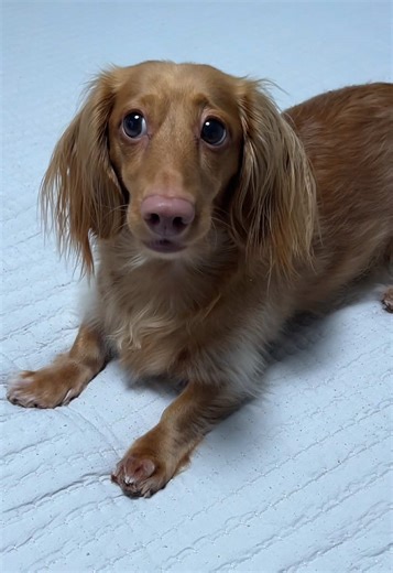 Why does mom buy toys when she could buy me socks #dachshund #charliethedoxie #dachshundsoftiktok #socks