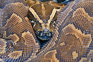Python Vomits Up Whole Deer In Front of Stunned Snakehunters