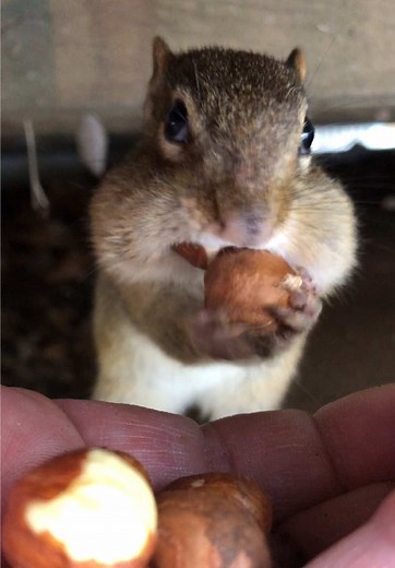 Dinky: Adorable Chipmunk Moments You'll Love