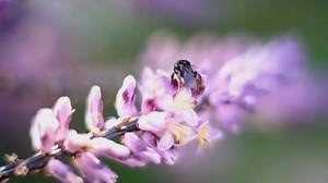 Do you ever wonder what the tiny creatures in your backyard are up to? Come with us on a journey to discover the Bugs in Your Backyard! An insect scientist will show you and your family all about this amazing side of nature! Tickets are limited! #getoutdoors #greencalgary https://buff.ly/2uxc7tS | Green Calgary | Facebook