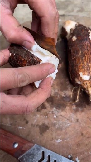 WHITE EXTRACTION: The Industrial Stripping of the Cassava Root 🦾⚪🩸