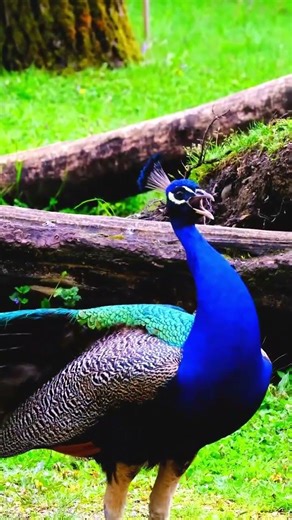 Beautiful Peacock Nature’s Living Masterpiece #shorts #shortsfeed #birds #peacocksound