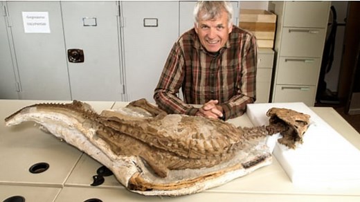 Baby Chasmosaurus skeleton helps Alberta scientists understand dinosaur evolution