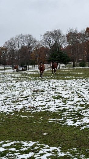 40 reactions · 3 comments | Hi girls!  We had our first snowfall on the farm this past week! ❄️☃️ dare we say winter is here already?! #snowfall #winter #farmlife #fillyfriday #happyhorses #songhillthoroughbreds #experiencethebond #bondracingstable #jamesbondracing #horseracing #newyorkbred #thoroughbredracing #thoroughbred | Song Hill Thoroughbreds LLC | Facebook