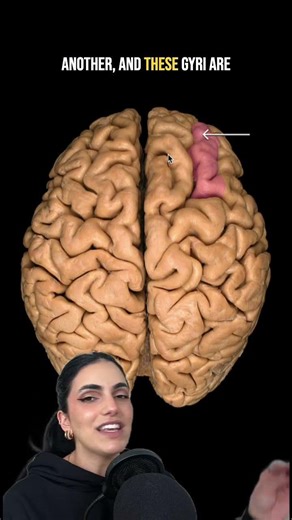Anatomy of the Brain | Can you identify this structure? | Med School Bootcamp