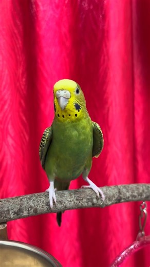 HAPPY BUDGIE CALLING SOUND #rbnbirds