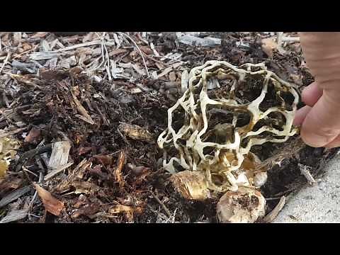 Actual Alien Egg Hatching / Opening