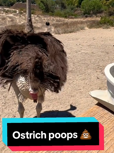Understanding Ostrich Digestion and Pooping Behavior