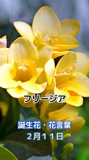 フリージア 2月11日の誕生花 花言葉