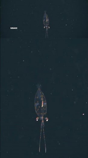 Baby glass squid spotted 1,558 feet underwater