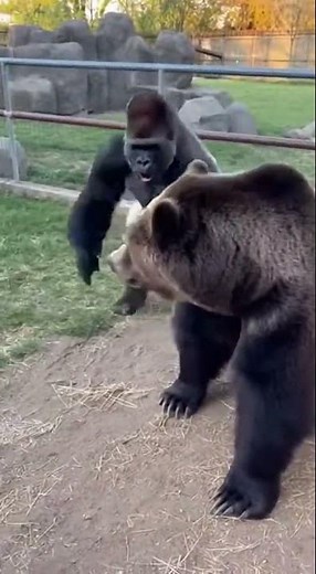 Bear Attacks Zookeeper, Gorilla Jumps In To Save Her! 😱