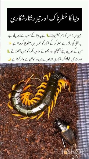 Deadly Giant Centipede Bite! #ScolopendraSubspinipes#amzing #naturefacts #wildlifefacts #youtube