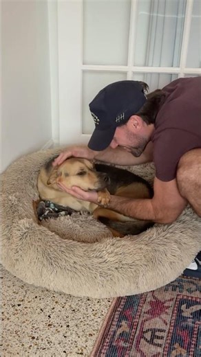 Rescue puppy gets stuffed animal after scared by thunder