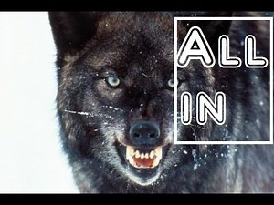 Motivation (Deutsch) - All In