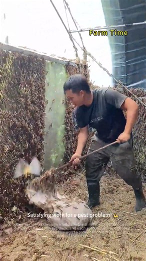 Catching Dense Swarms of Locusts, Surprisingly Satisfying 🦗😌