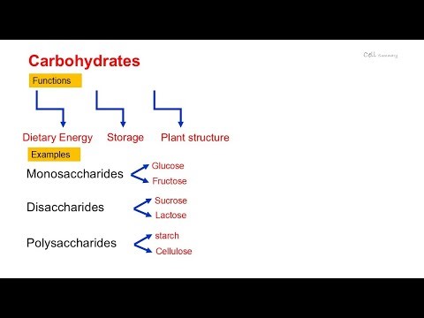 Large-biological- molecules? macromolecules?