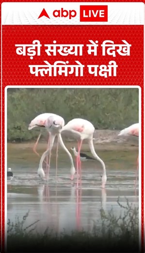 Large Flock Of Flamingos Spotted In Stunning Natural Spectacle