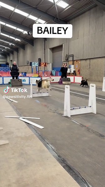 Flyball Dog Competition with Bailey, Fern, Skye, and Luna