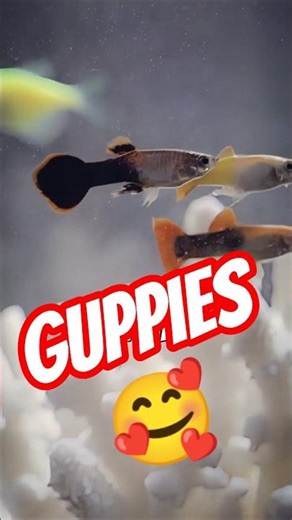 Guppy Fish Care Basics😍