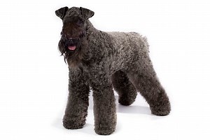 How to Groom the Coat of a Kerry Blue Terrier