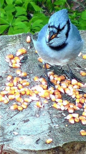Blue Jay Corn Gag (Just for Fun!)