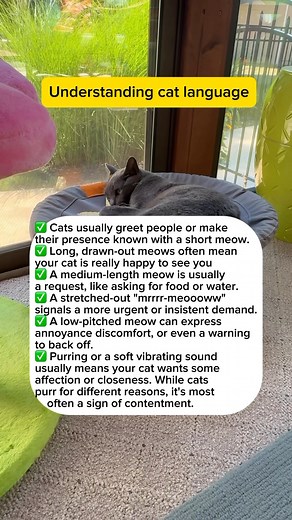 104K views · 287 reactions | Understanding cat language #cats #fblifestyle | purrfectinfluencer | Facebook