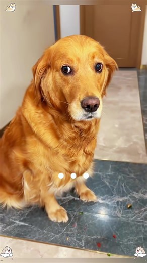 Funny Golden Retriever Clips That Will Make You Laugh