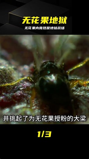 彈幕炸鍋！無花果內部堪稱地獄的求生現場 #无花果 #寄生蜂 #榕小蜂 #动物世界 #搞笑解说