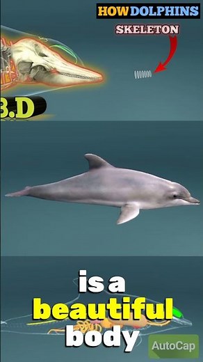 HOW DO DOLPHINS USE ECHOLOCATION TO