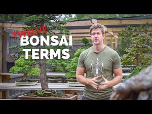 12 Terms for Making Better Bonsai | Bonsai-U