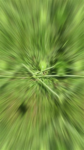 fewd 🥰 #gardening