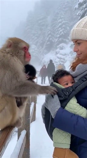 This Monkey Mom’s Reaction to a Human Baby Will Melt Your Heart 🥹