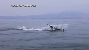 26K views · 826 reactions | WATCH: The Gone Whale Watching San Diego...