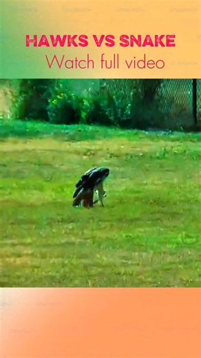 Hawk vs Snake: The Ultimate Showdown