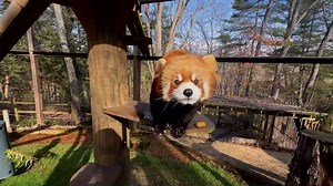 All About Animals: Meet WNC Nature Center's Red Pandas