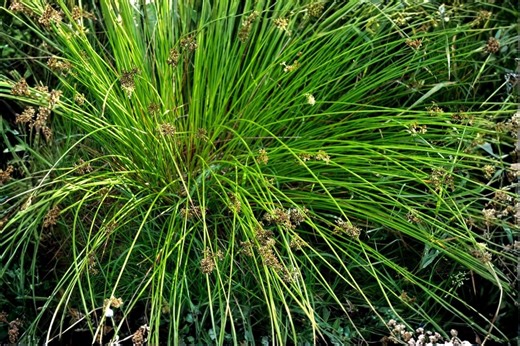 100 Soft Rush Seeds Juncus Effusus Native Wetland Plant Pond Edge Rain Garden Grass Like Plant Erosion Control - Etsy