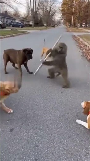 Why Is This Baboon Fighting Like a Martial-Arts Master?! 🥋🔥