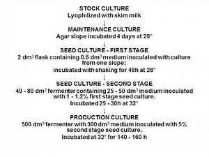 The development of inocula for bacterial processes