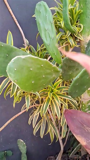 ¡No comas NOPAL sin saber esto! 🌵😱