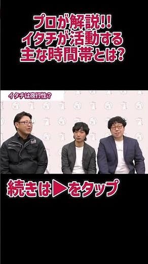 【プロが解説!!】イタチが活動する主な時間帯とは？